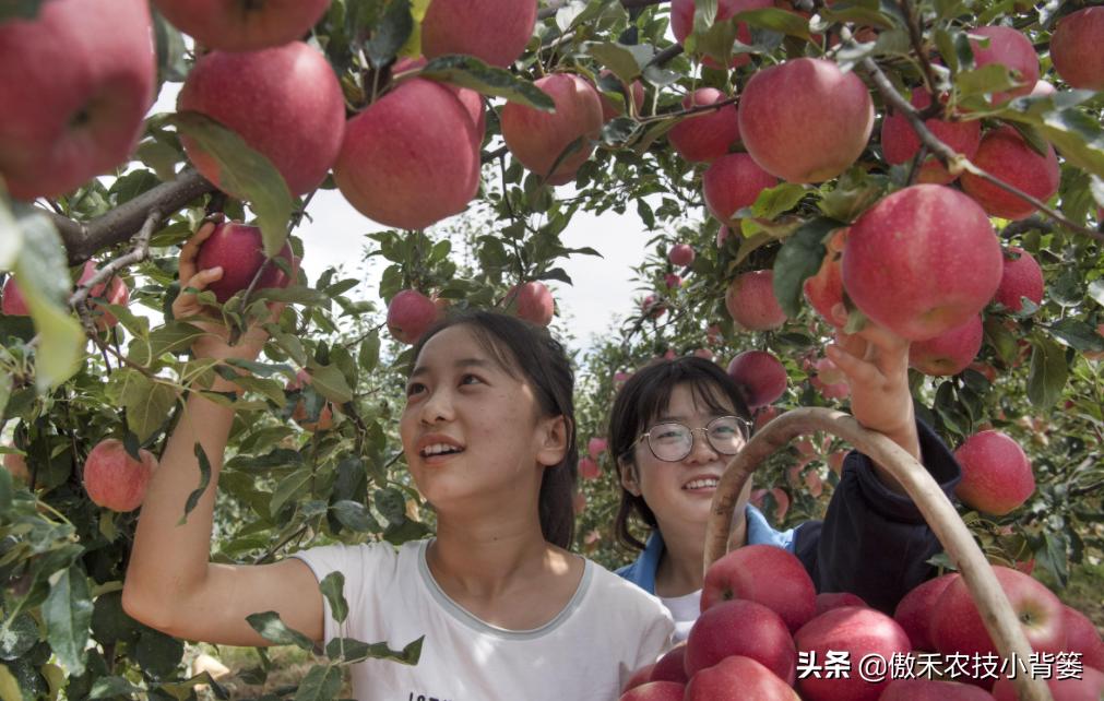 苹果缺铁病害怎么治,苹果缺锌病害