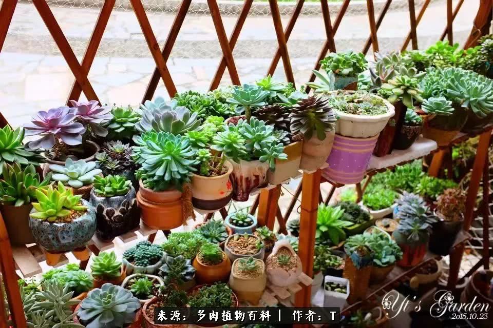 多肉还可以这样玩(上):八年养肉路剪影!