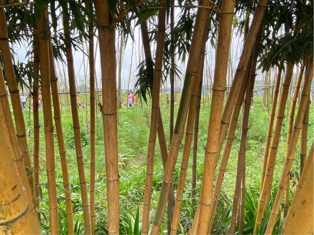 美丽的四川,四川长宁县风景