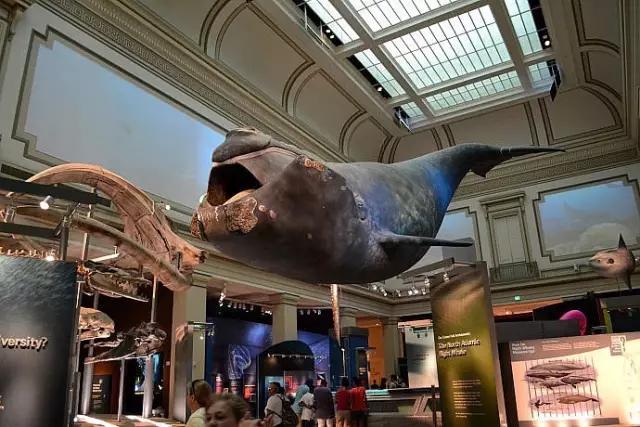 世界十大博物馆埃及博物馆,世界十大博物馆失窃案视频