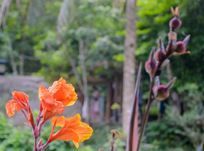 喜马拉雅山上发现的最美的兰花,喜马拉雅山最珍贵的植物