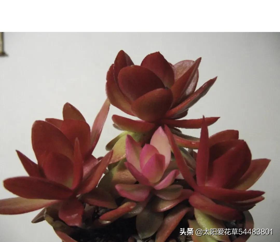 哪些多肉夏季怕太阳晒,冬季多肉植物徒长了怎么办