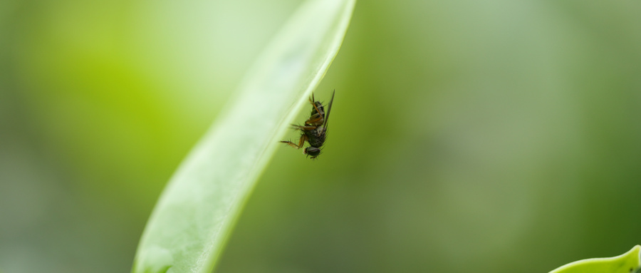 苍蝇落到食物上怎么解决,苍蝇落在食物上还能吃吗