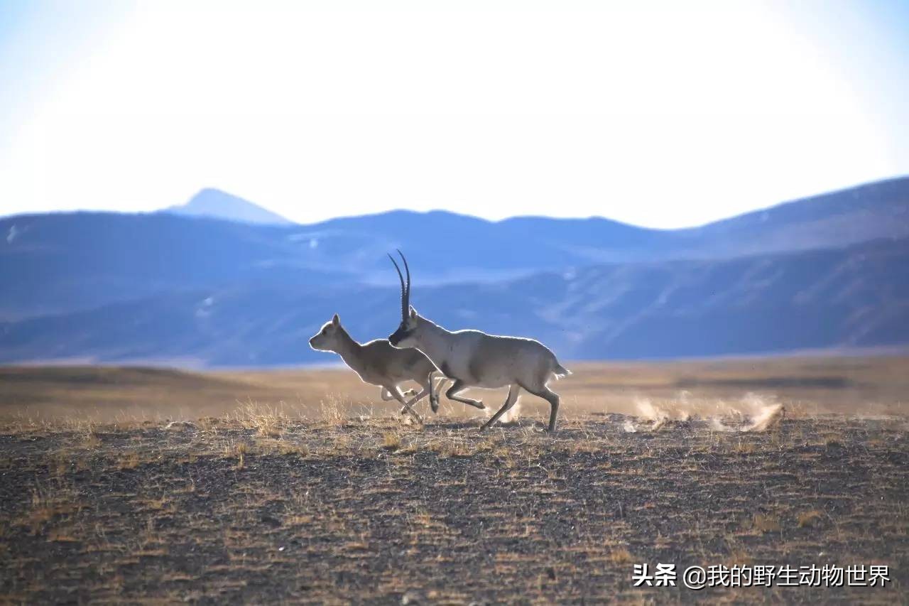 藏羚羊繁衍方式,藏羚羊求爱
