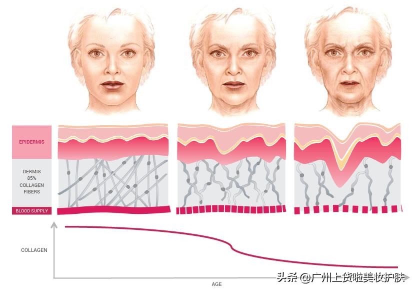 补充胶原蛋白真的能被皮肤吸收吗,你知道胶原蛋白对皮肤的作用吗