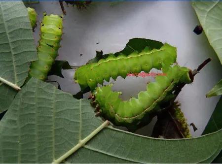 五月绿化病虫害常见防治,五月茶树病虫害用药