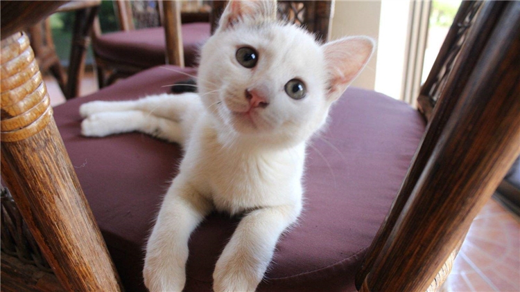 猫咪眼屎多的原因和处理方法,猫咪眼屎特别多