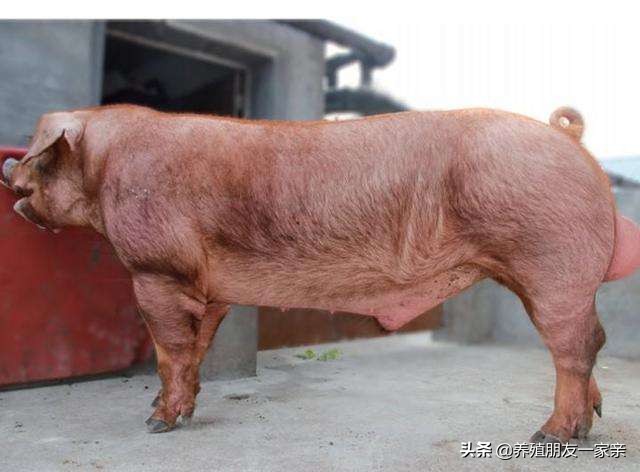 输精管堵不通畅能治疗吗,精子倒流导致不舒服