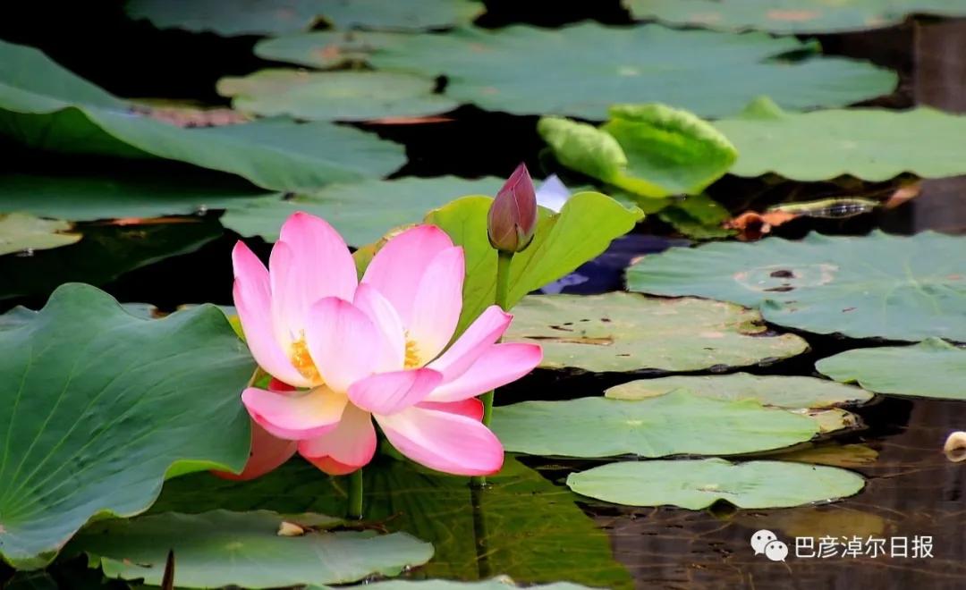 临河植物园景色,临河荷花景区
