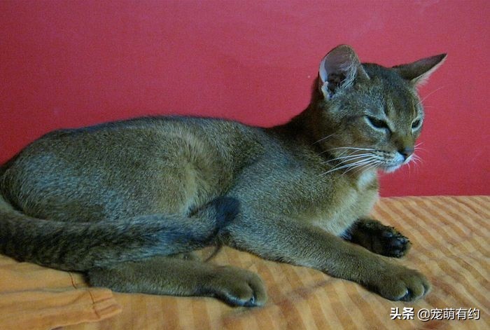 阿比西尼亚猫养一只好还是两只,阿比西尼亚猫智商相当于几岁小孩