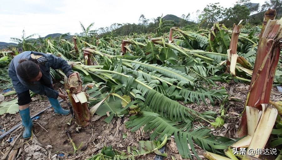 长得像香蕉树的图片,长得像香蕉但里面全是籽