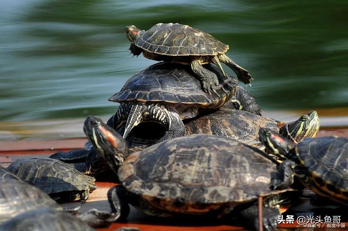 石金钱龟为何会跌落神坛,石金钱龟几年开始大降价的