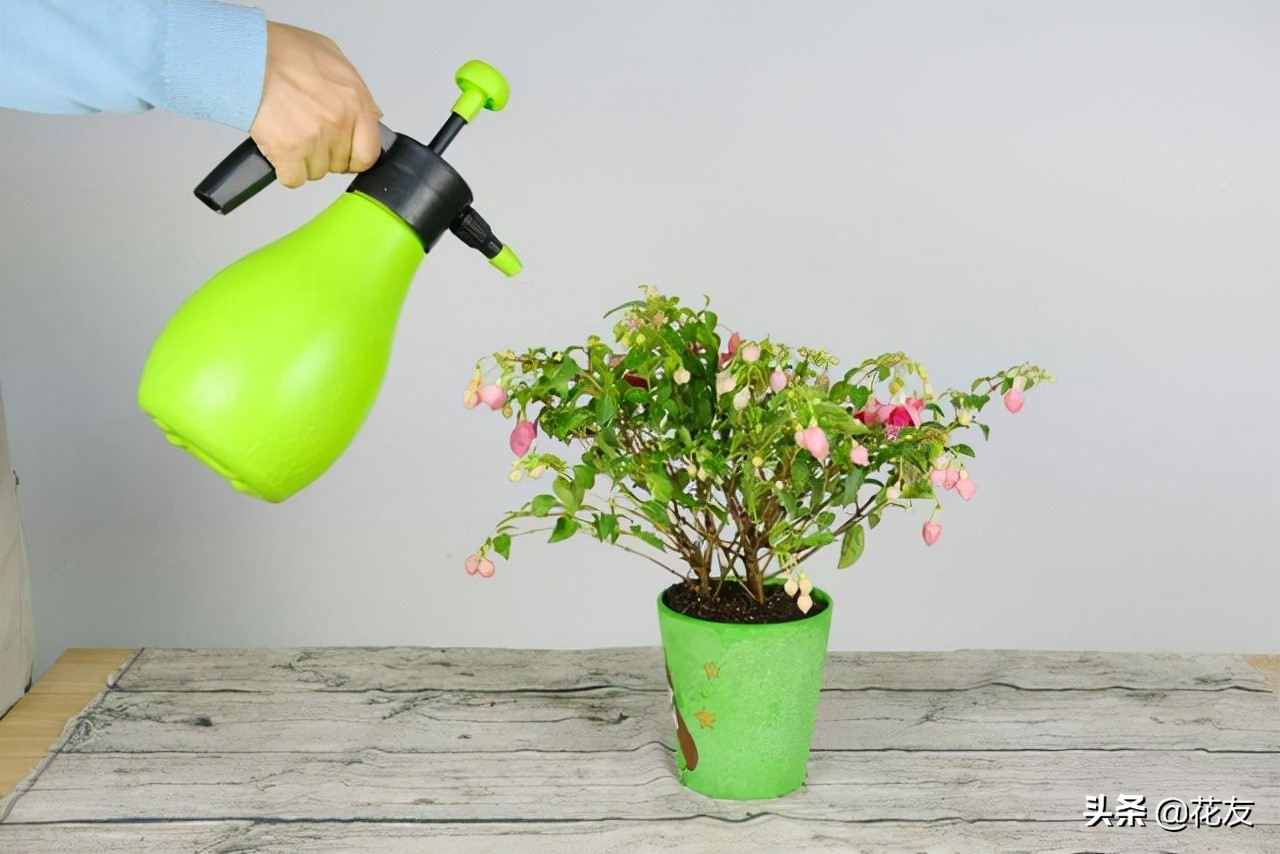 解除花卉药害的特效药,花卉叶片药害多久恢复