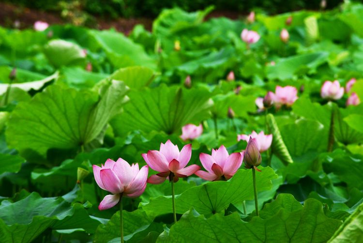 涔愯嚦鑽疯姳鎽勫奖浣滃搧娆ｈ祻,涔愯嚦鍗拌薄鎽勫奖