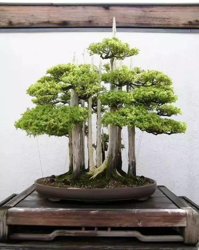 最贵的盆栽值多少钱,价格最昂贵的盆栽