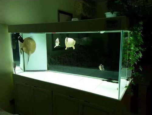 想把鱼养好,先把过滤这点事儿整明白就算向前迈了一大步