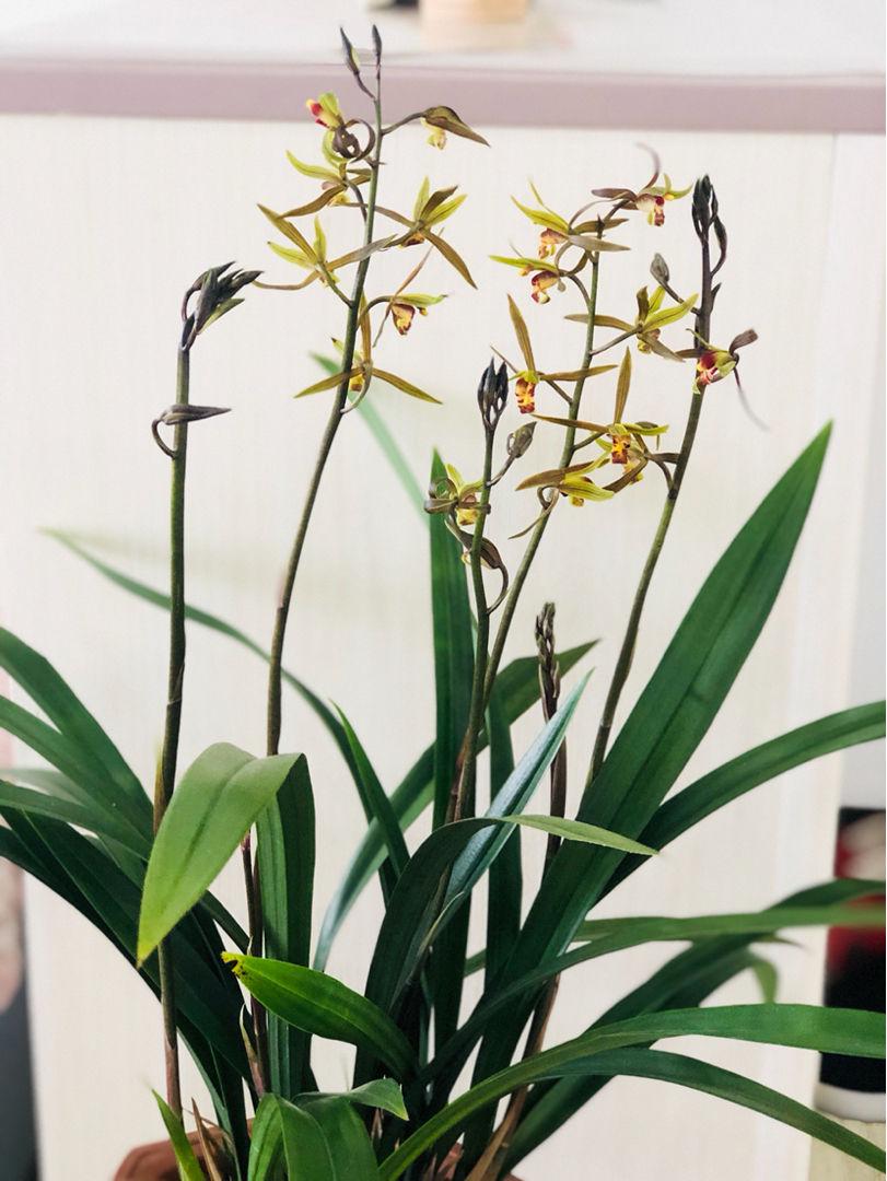 什么花高档大气好养,好养高大上漂亮有寓意的花