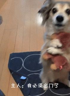 狗特别依赖主人的表现有哪些,狗对某物具有攻击性该怎么办