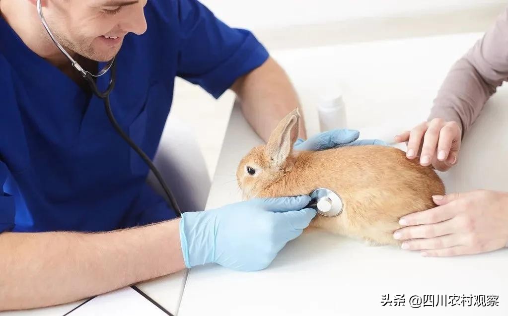 兔兔应该怎么预防疾病,兔兔患病的症状有哪些