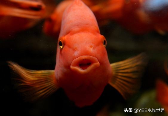 大缸养几条鱼最合适,一个缸养几条鱼最好