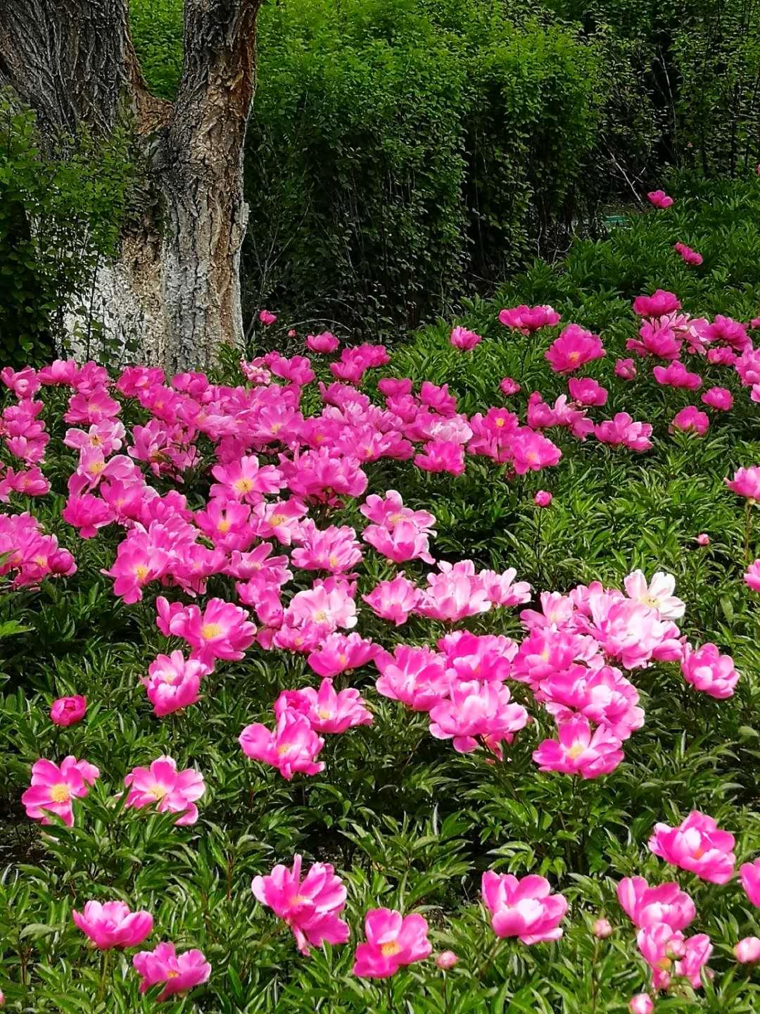 错嫁的女孩儿，如鲜花般，开到荼蘼花事了