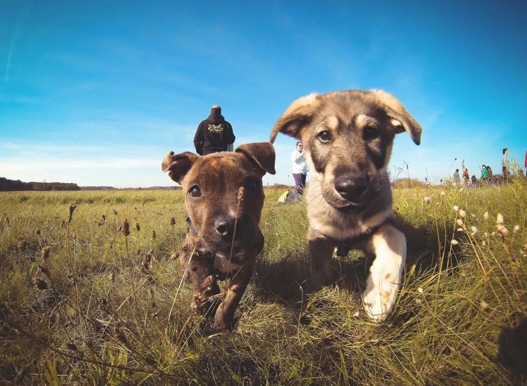 狗狗不想要了送哪里,狗狗不想要了最好扔在哪里