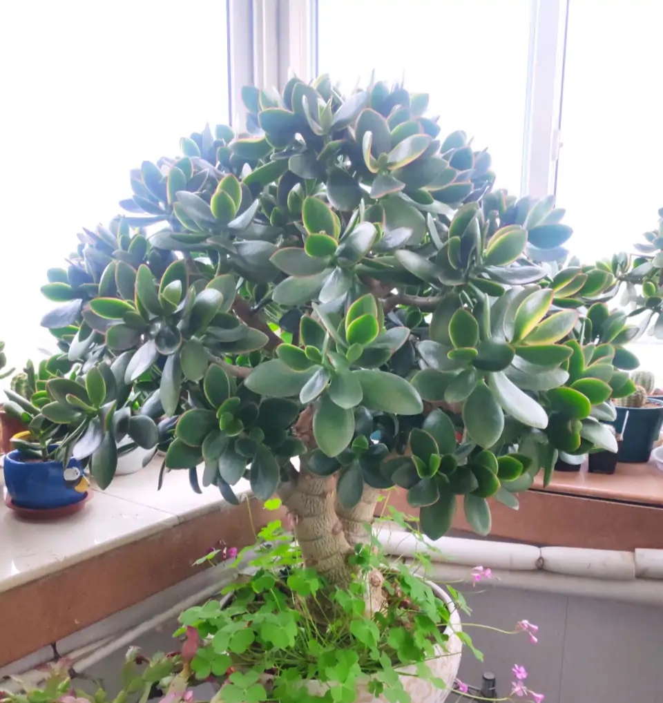 22种花耐旱耐热,天冷种花要注意什么