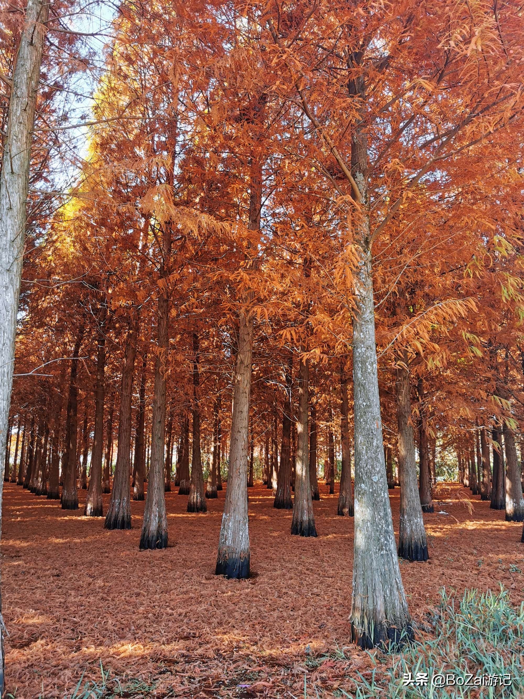 到昆明游玩必去的景点推荐一下,昆明官渡附近景点哪里好玩免费的