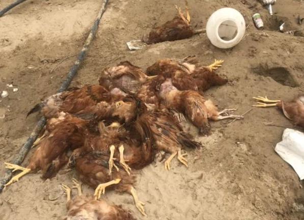 养鸡户进来看，肠毒综合症的分析和最佳的治疗方案