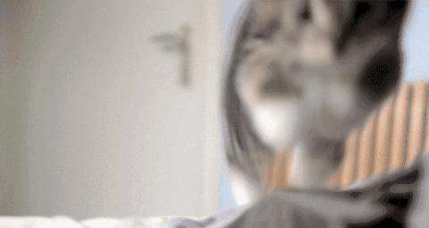 打猫可以纠正猫的坏行为吗,猫犯错了可以关起来吗