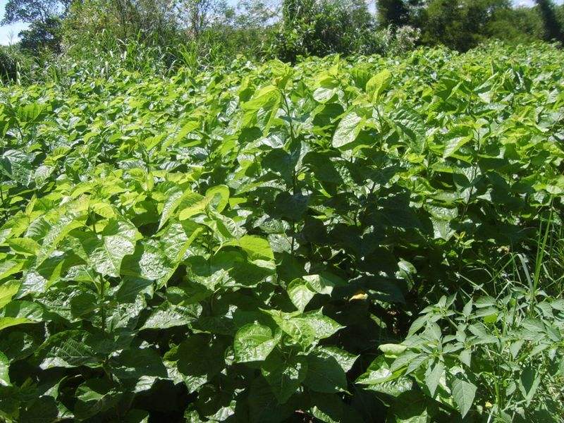 饲料桑种苗,饲料桑是什么