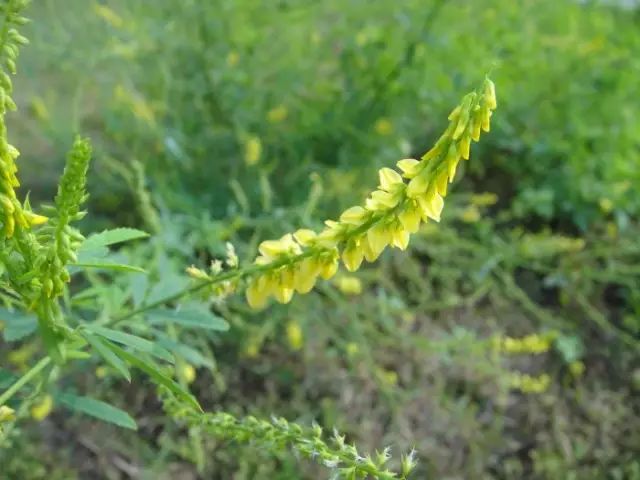 农村常见野花野草,这些野菜农村随处见