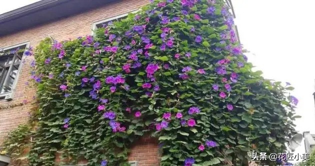 四季开花又耐寒的爬藤植物有哪些,好养的户外爬藤花卉植物有哪些