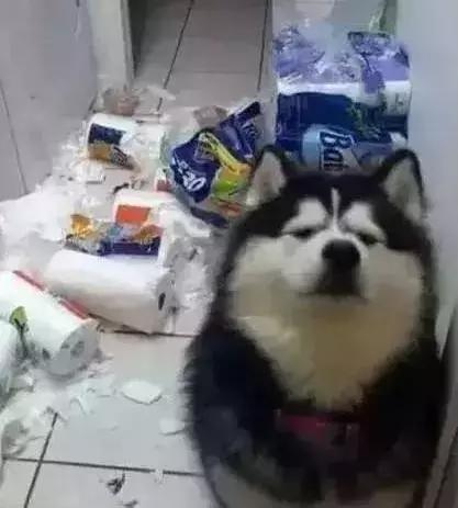 金毛哈士奇萨摩阿拉斯加,哈士奇阿拉斯加萨摩拉雪橇视频