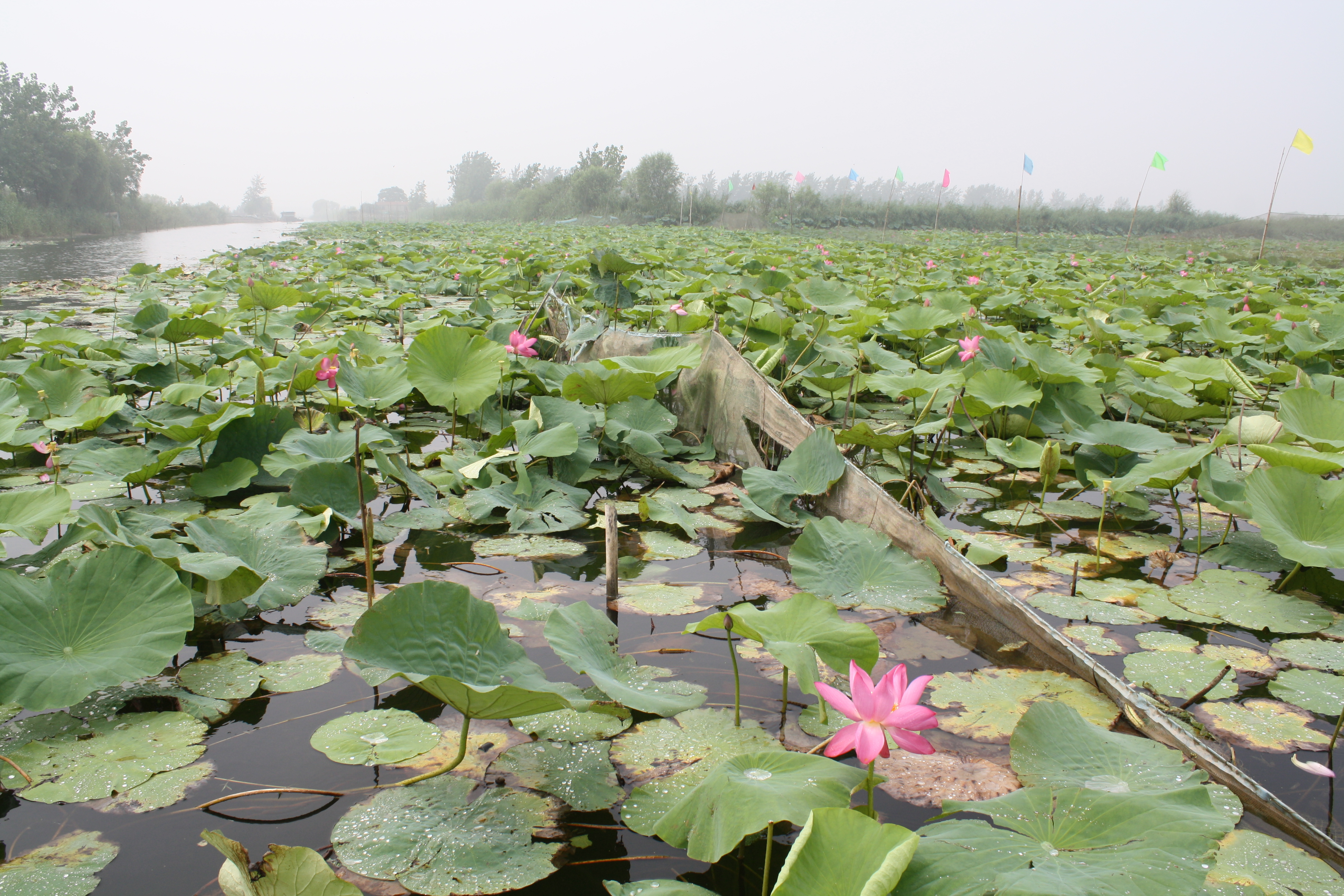 微山湖上静悄悄男声完整版,微山湖上静悄悄的微山湖