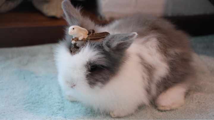 宠物知道主人爱它吗,你的宠物真的爱你吗