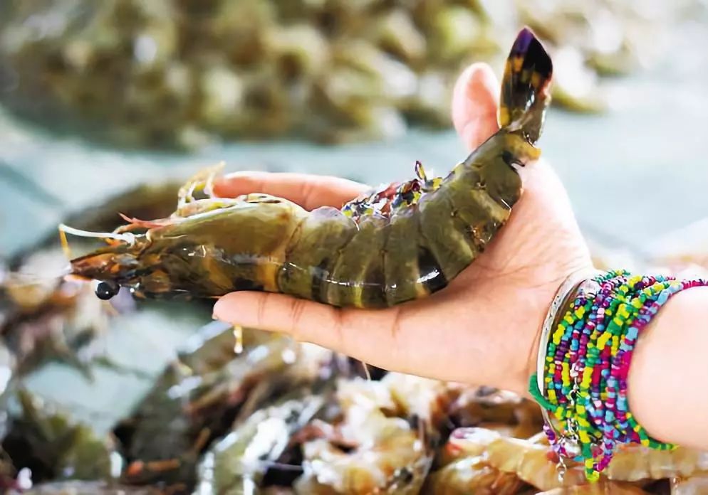 沙巴猫猫村旅游攻略,沙巴旅游攻略学生