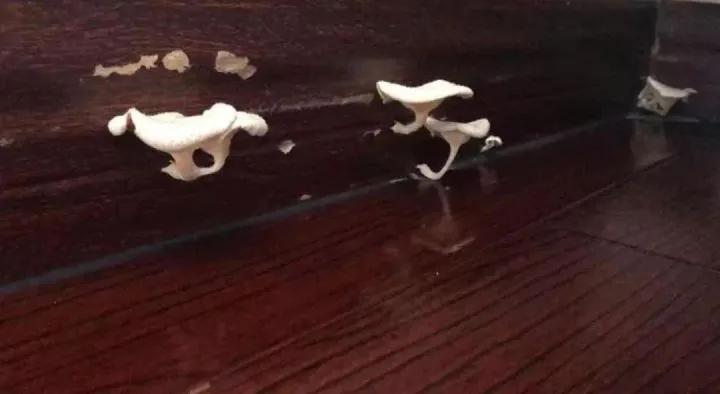 这几天的广东有多潮湿,广东潮湿有多严重