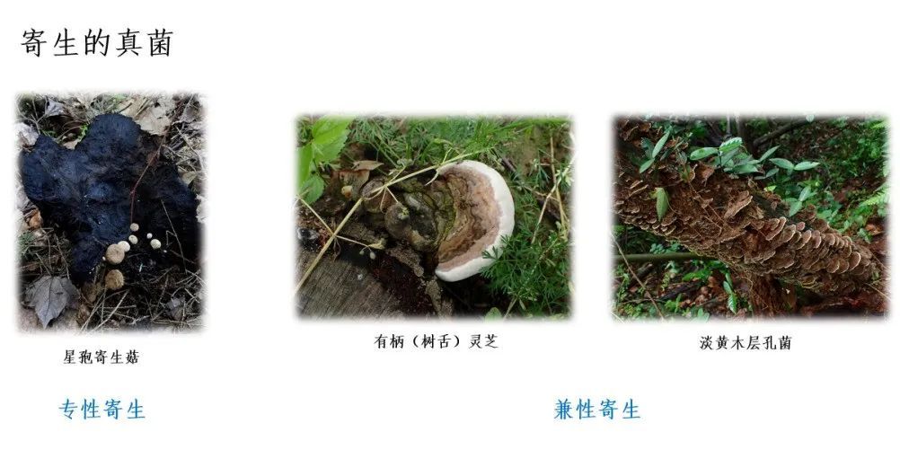 踏青摘野菜去处,野蘑菇旅游攻略