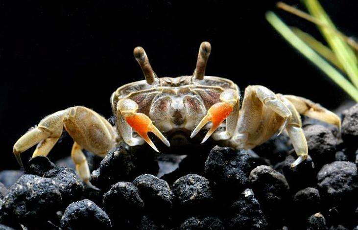 养鱼混养注意事项大全图解,新手养鱼混养推荐