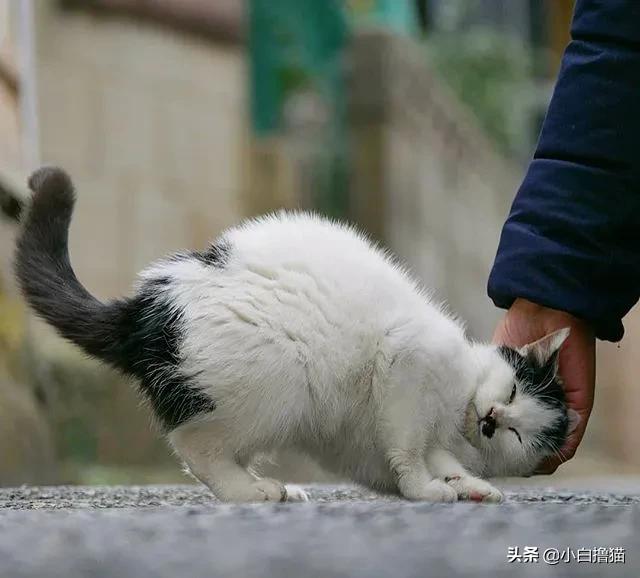 不要随便亲猫的后果,强行亲猫