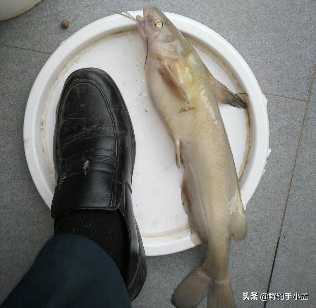 鮰鱼和鲶鱼钓法,野钓鮰鱼的方法