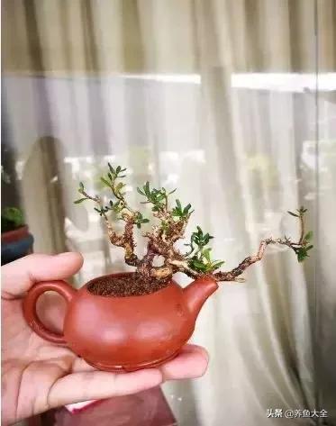 微型黄杨好养吗,黄杨微型盆景如何浇水