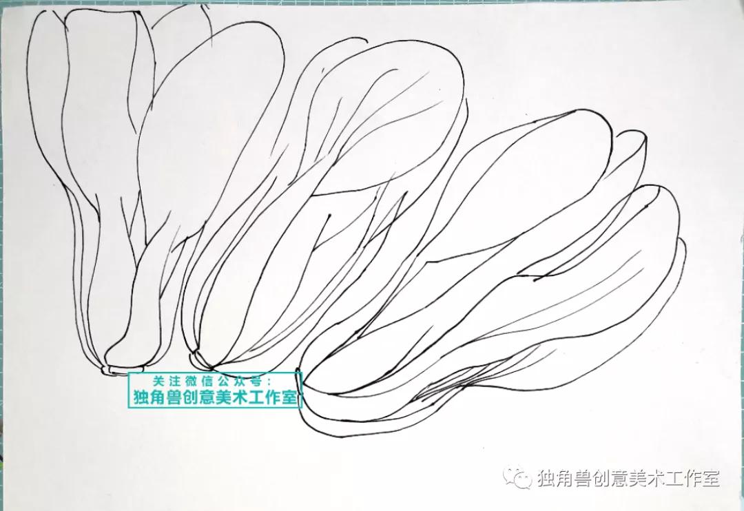 绿油油青菜绘画,蔬菜的绘画教程