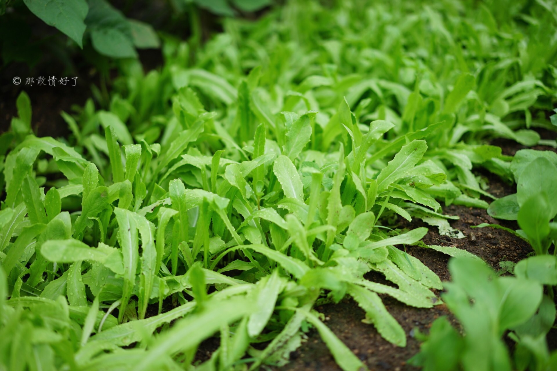 北京昌平带私人烧烤的民宿,昌平京郊民宿