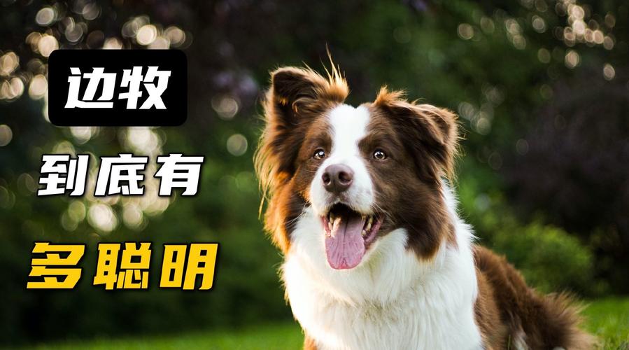 边境牧羊犬厉害吗,边境牧羊犬厉害之处