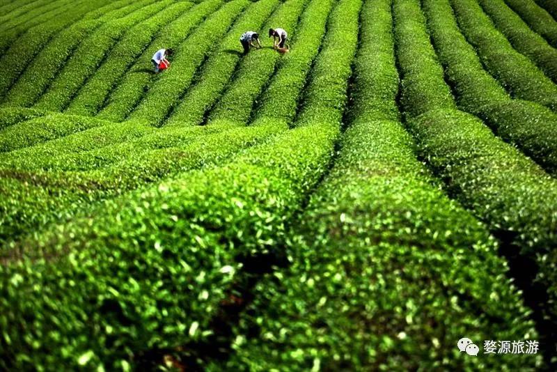 花田喜事｜2020第二届婺源油菜花旅游文化节即将盛装开幕