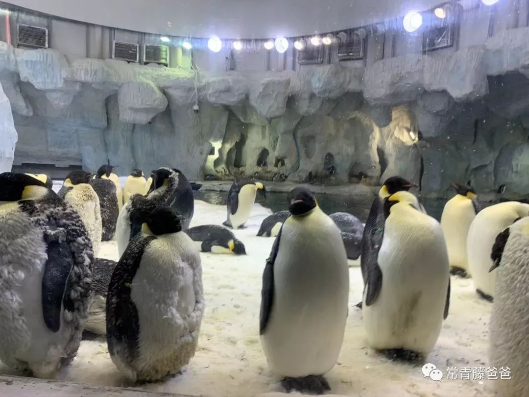 广州长隆游玩攻略水上乐园怎么去,过年去珠海长隆海洋王国游玩攻略