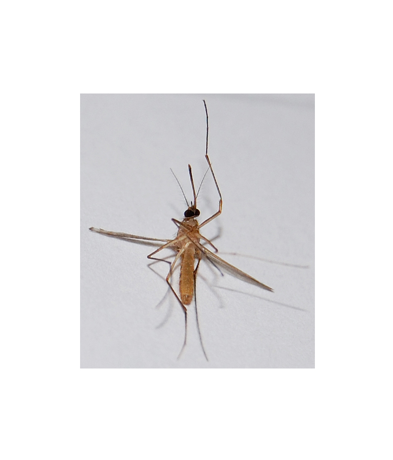 尼康d40x详细介绍,尼康d40x狗头机