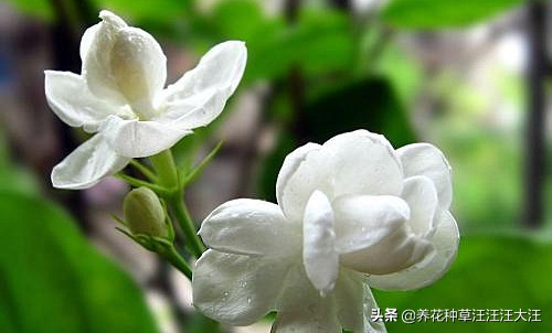 刚买来的茉莉上盆后掉叶咋办,茉莉移盆后叶发黄掉花蕾